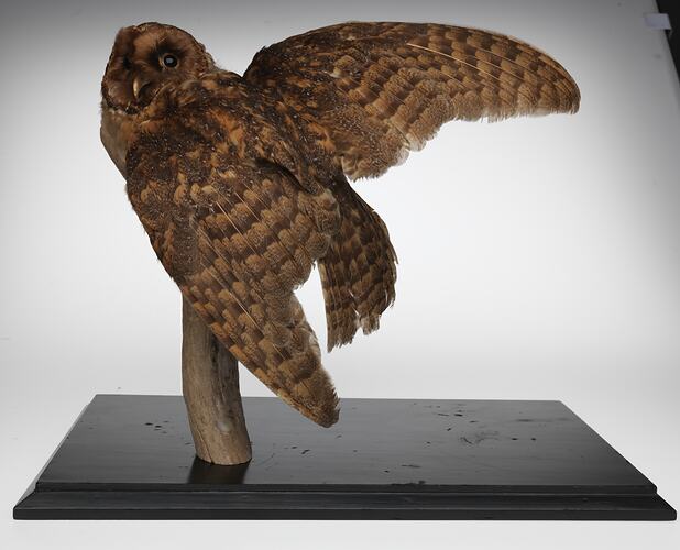 Owl specimen mounted with one wing open.