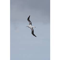 New Zealand Wandering Albatross.