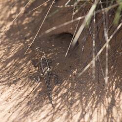 Brown lizard with white stripes down back in shade by hole in ground.