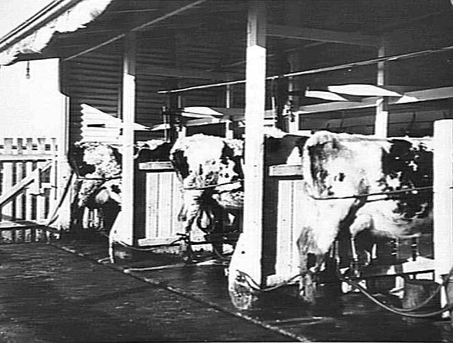 3 COW PLANT W.F. (`WARREN FARMER') ON MR. TUCKER'S FARM, MAFFRA: SEPT 1936