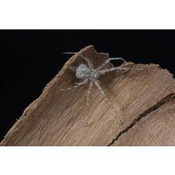 Long-tailed Spider.