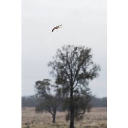 Brown and cream bird in flight over tree.