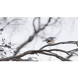 White bird with blue and red flashes, wings opening on branch.