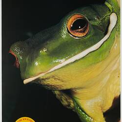 Poster - Kodak Australasia Pty Ltd, Frog, 'Capture Your Friends on Kodak Film', 1982-1990