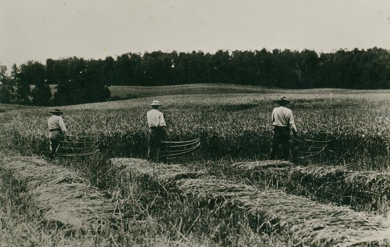 Three men using scythes, manually cutting hay in field.