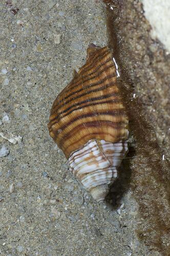 Knobbly brown snail shell on rock.