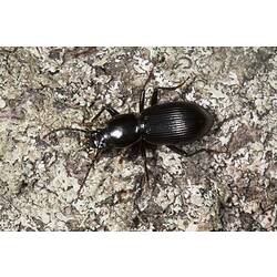 Family Carabidae, ground beetle. Wilsons Promontory National Park, Victoria.