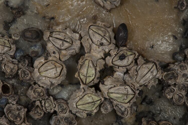 Class Cirripedia, barnacles, Wilsons Promontory National Park, Victoria.