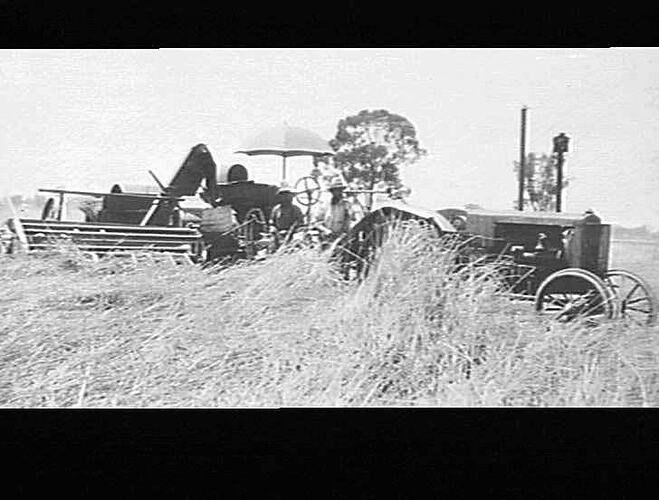 NO. 2 REAPER THRASHER AND 20/30 MASSEY TRACTOR IN DOWN AND TANGLED CROP AT PROPERTY OF A.L. HARNETT, `CLAIRE', QUANDIALLA: AVERAGE 14 BUSHELLS: 1932