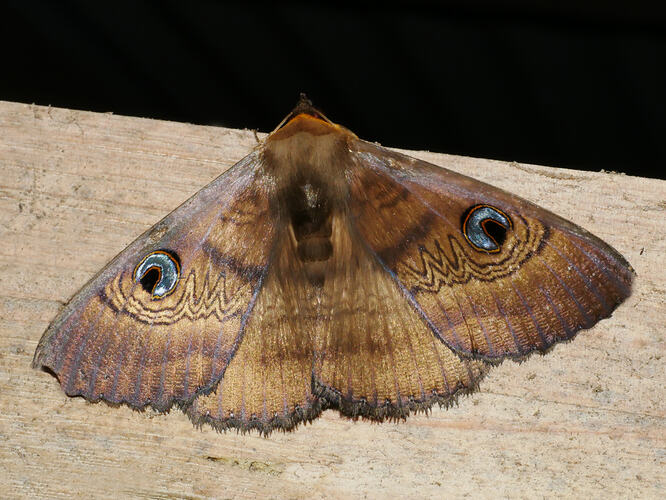 <em>Dasypodia selenophora</em>, Southern Old Lady Moth. Great Otway National Park, Victoria.
