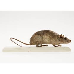 Rat on white base