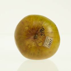 Wax model of an apple painted discoloured green. Top view.