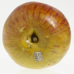 Wax model of an apple with a short stem, painted yellow and red. White label on top.