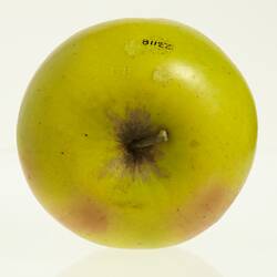 Wax model of an apple with stem, painted yellow with some red tinge. Top view.