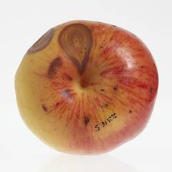 Wax model of an apple painted yellow and red. Has brown round spots.