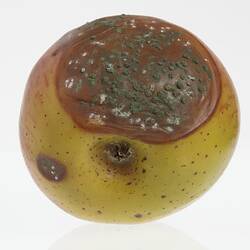 Wax apple model painted yellow. Big brown blotch has green and white spotted mould. Base view.