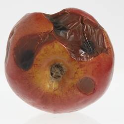 Wax apple model painted red and orange. Heavily pitted with brown and black areas. Base view.