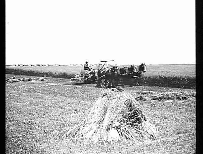 NEW 6 FT SUNSHINE MASSEY HARRIS BINDER AT WORK IN 3 & HALF TON CROP OF OATS (130 ACRES) ON MESSRS J. W. WILLS & SON FARM, `LERDERDERG PARK', BACCHUS MARSH: NOV 1935