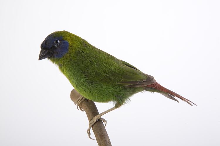 <em>Erythrura trichroa</em>, Blue-faced Parrotfinch, mount.  Registration no. B 7564.