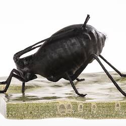 Model of a black eight-legged insect on a section of green leaf.