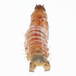 Wax model of red and white sparsely haired moth larvae with brown spots. Back view.