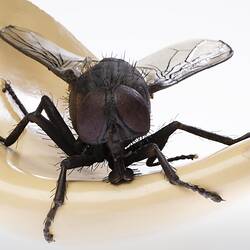 Model black fly with clear plastic wings and legs outstretched. Sits on edge of beige coloured plaster spout.