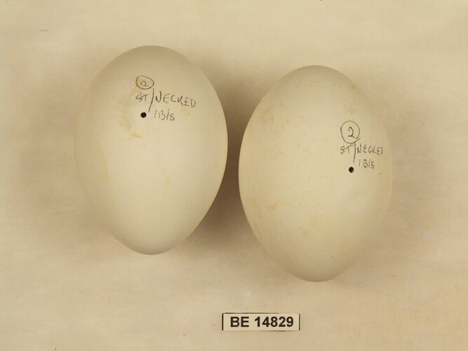 Two bird eggs with specimen label.