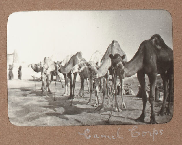 Row of camels in head harnesses.