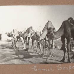 Photograph - 'Camel Corps', World War I, 1915-1917