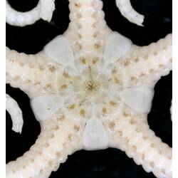 Front view of white Monkey Brittle Star with close-up of oral disc on black background.