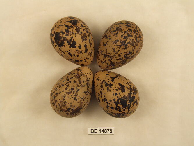 Four bird eggs with specimen label.