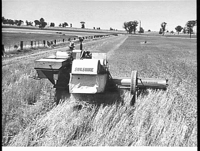 `PINNACLE' WHEAT, A RECENTLY RELEASED VARIETY, BEING HARVESTED BY MR. W. R. BELCHER, LAKE ROWAN, VIC: DEC 1949