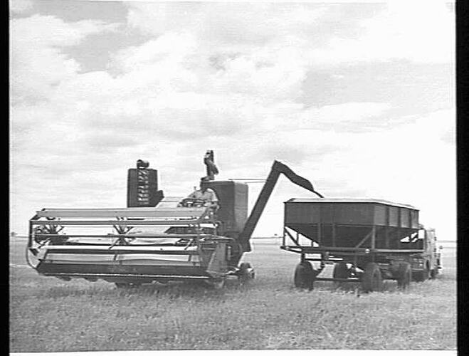 MASSEY-HARRIS `780' SELF PROPELLED OFF-LOADING WHEAT INTO MOBILE FIELD BIN ON THE PROPERTY OF A.T. COATES & SON, ST. ARNAUD, VIC.: JAN 1955