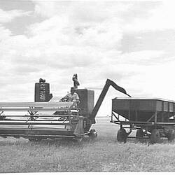 Photograph - H.V. McKay Massey Harris, Farm Equipment Manufacture & Field Trials, St Arnaud, Victoria, Jan 1955
