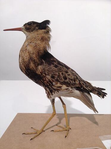 Mounted bird taxidermy specimen on brown wooden base.