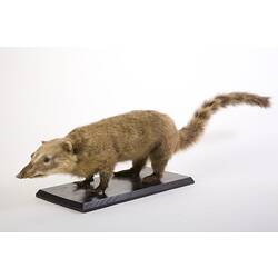 Front-side view of mounted Coati specimen.