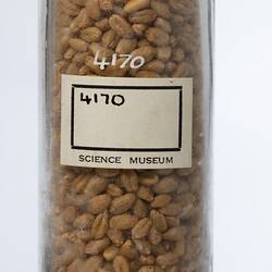 Wheat sample in cylindrical glass jar. Detail of white paper label on back.