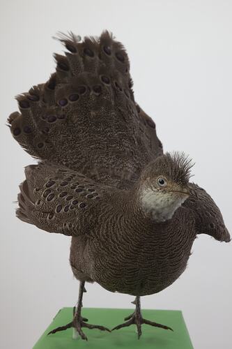 <em>Polyplectron bicalcaratum bakeri</em>, Grey Peacock-Pheasant, mount.  Registration no. 59894.