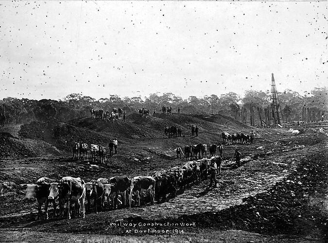 Railway construction with bullock teams, Dartmoor, 1914.