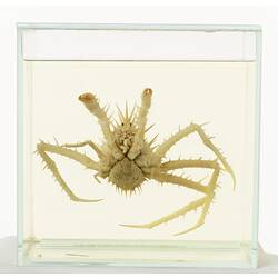 Spiny crab wet specimen in glass jar.