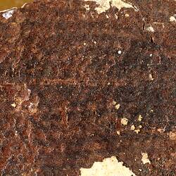 Brown fossil fish in pale matrix, detail.