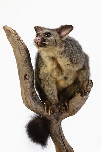 Possum specimen with large ears mounted on a branch.