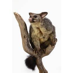 Possum specimen with large ears mounted on a branch.