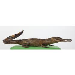 Taxidermied crocodile specimen, side view.