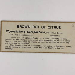 Exhibition Label - Brown Rot of Citrus, Museum of Applied Science, Melbourne, circa 1950