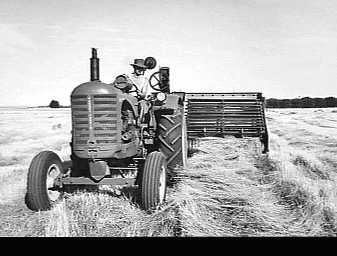 419. AFTER THE RYE GRASS HAD BEEN CUT AND LEFT IN WINDROWS BY THE BINDER, THEN DESEEDED BY THE HEADER (SEE 415 AND 417) IT WAS BALED BY THE SUNSHINE SELF-TYING PICKUP BALER. MESSRS. MCDONALD BROS. FARM, BIRREGURRA, VIC., JANUARY 1952.
