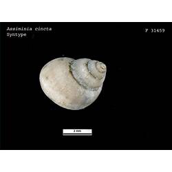 <em>Assiminia cincta</em>, snail.  Syntype.  Registration no. F 31459.