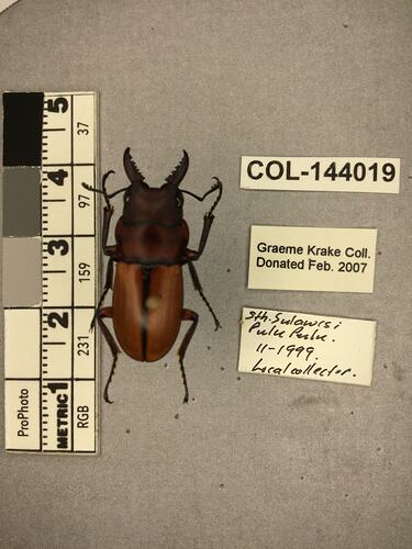 Dorsal view of pinned beetle specimen with labels.