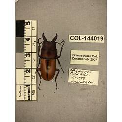 Dorsal view of pinned beetle specimen with labels.