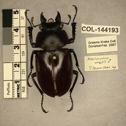 Shiny black beetle specimen with large mandibles, pinned next to text labels.